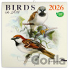 NOTIQUE Nástenný poznámkový kalendár Birds in Art (Vtáčiky) 2026 - Notique