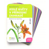 Lesní svět - Jedlé květy v přírodní zahradě - Lipka
