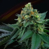 Perfect Tree - Lime Ozz 6 ks - Semená neobsahujú THC