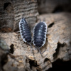 Porcellio sp. Sevilla