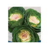 Okrasná kapusta Crane F1 biela - Brassica oleracea - semienka - 20 ks