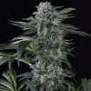 Silent Seeds Semená kanabisu Moby Dick Auto Feminized 5 ks