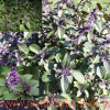 Bazalka vytrvalá - Ocimum 