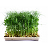 ĽANOVÁ PODLOŽKA na klíčenie mikrolistov microgreens