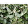 Elaeagnus Ebbingei 40-60cm