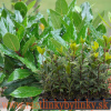 Bobkový list - Vavrín pravý (Laurus nobilis L.) / rastlinka v kvetináči