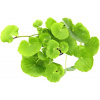 Dennerle Plants Hydrocotyle leucocephala XXL - 1 ks