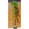 Moruša biela – previslá (Morus alba ´Pendula´) veľkosť 200cm+