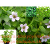 Brahmi - Bakopa drobnolistá, (bacopa monnieri L.) / rastlinka v kvetináčiku
