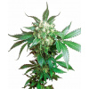 Sensi Seed Bank Sensi Seeds Black Domina regular 10ks