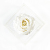 Truhlík Nekonečno Rose White Rose Eternal (Truhlík Nekonečno Rose White Rose Eternal)