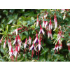 Fuchsia magellanica var. auraco biela, červená, fialová sadenica v kontajneri 1-2l 0-100 cm