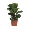 Ficus lyrata bambino 12x35 cm