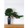 Dekoratívne izbové bonsaje, Podocarpus PN-24