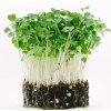 Semená Microgreens - Rukola 50g
