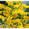 Kalamínia vlnitá (semená) - Limonium sinuatum