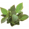 Dennerle Plants Hygrophila corymbosa Compact - 1 ks