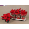 Vianocna ruza/ Euphorbia červená 12x40 cm