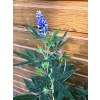 Vitex jahňací – liečivý (Vitex agnus castus) 30ks semien