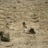 Ben Howard - Noonday Dream CD
