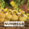 Numbers - Judith Nouvion
