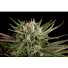 Dinafem Blue Cheese neobsahuje THC 10 semen