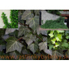 Brečtan popínavý (Hedera helix L.) (základný druh )
