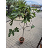 Ficus carica figovník 25L