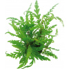Dennerle Plants Hygrophila pinnatifida - 1 ks