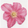 Plamienok ´Comtesse de Bouchaud´ (Clematis ´Comtesse de Bouchaud´)