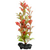 Rastlina TETRA Red Ludwigia S