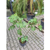 Ficus carica figovník