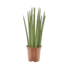 Svokrin jazyk, tenura FloraSelf Sansevieria cylindrica 'Spaghetti' výška cca 70 cm kvetináč Ø 19 cm