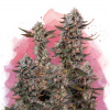 Nirvana - Lithium OG Kush 10 ks - Semená neobsahujú THC