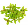 Dennerle Plants Hygrophila polysperma Sunset - 1 ks