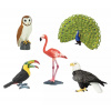 Safari Ltd. Safari Ltd. Vtáky (5 ks)