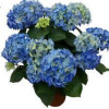 Hortenzia / Hydrangea Early Blue 30 cm