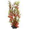 Tetra Ludwigia repens (Red Ludwigia) 23 cm M