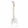 Anatomický model ľudskej chrbtice s panvicou