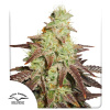 Night Queen Auto Feminizované Semená - 3