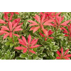 Japonský Pieris 'Little Heath' Pieris japonica 'Little Heath'
