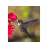 DIMEX | Vliesová fototapeta na stenu Kolibrík MS-3-0230 | 225 x 250 cm | červená, zelená, hnedá + Vliesová fototapeta na stenu DIMEX Kolibrík MS30230 v rozmere 225 x 250 cm
