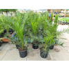Phoenix canariensis (Ďatľovník kanársky)