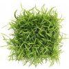 Dennerle Plants Lilaeopsis brasiliensis - rastlinný koberček (ako pôdny kryt)