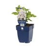 Zvonček bielokvetý Campanula lactiflora 'Loddon Anna' 5-100 cm kvetináč 0,5 l
