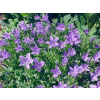 Campanula poscharskyana (Zvonček dalmátsky)