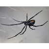 Latrodectus Menavodi (Čierna vdova) - 5. - 7. Zvlek / Pohlavie: Samica