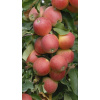 Malus domestica ´ Spartan ´ Clt.5