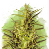 Nirvana - Blueberry Kush Auto 10 ks - Semienka neobsahujú THC