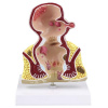 Anatomický model análneho otvoru Verk Group 01626